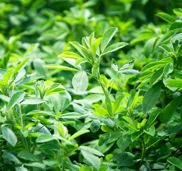 Alfalfa branch in a field