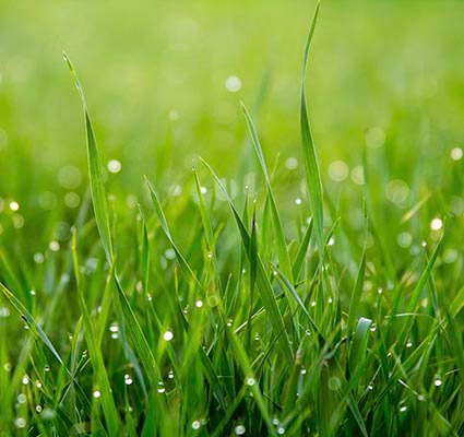 Barley grass with water droplets on the leaf
