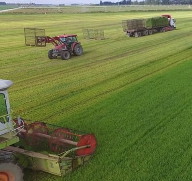 harvesting barleyleaf mk38Z1k39PSrM8Gx
