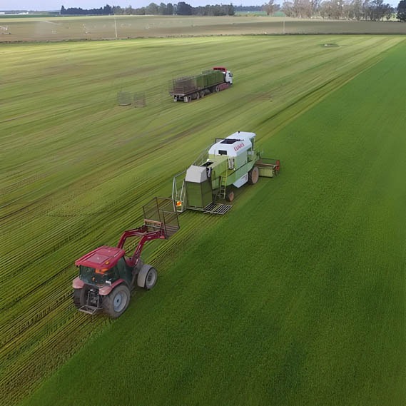 Barley leaf Feild with Harvester tractor with a trailer
