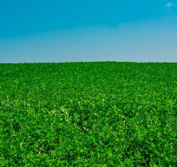 organic alfalfa feild A0xWXOjNDrtWbork