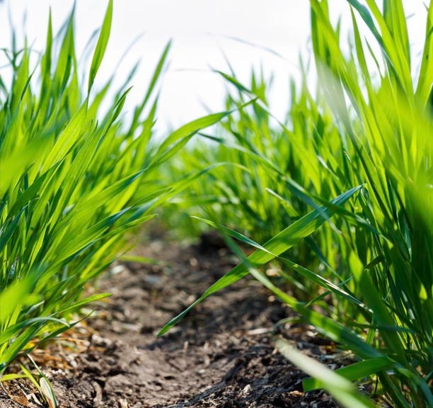 wheatgrass m2Wl4yk7jvuWw6qk