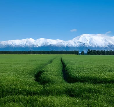 Wheatgrass field with Southern Alps in the background