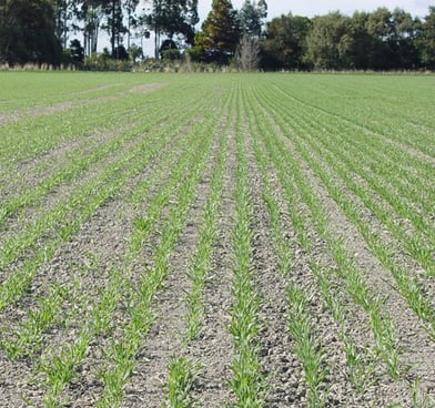 young barley grass A852o87KgNF7D88o